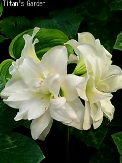 Hippeastrum × hybridum \'Alaska\'_b0099813_0403863.jpg