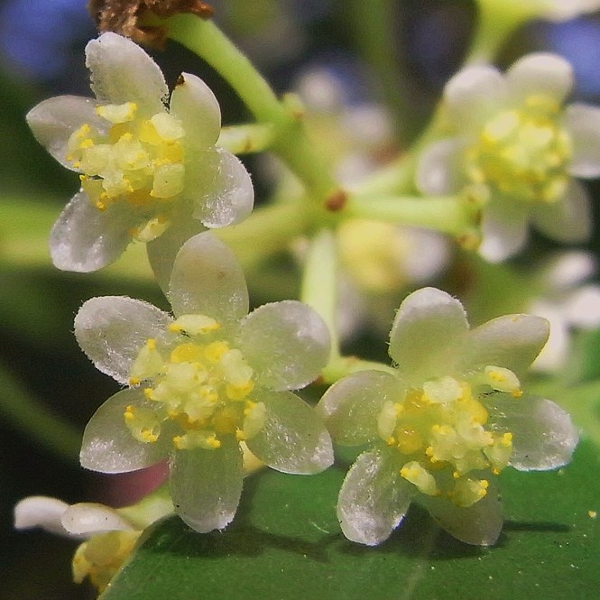 クスノキの花 樹木見て歩き クスノキの花 樹木見て歩き
