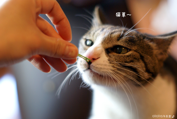 久々の猫草♪_f0176122_23552417.jpg