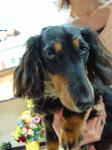 f0232522_940234.gif