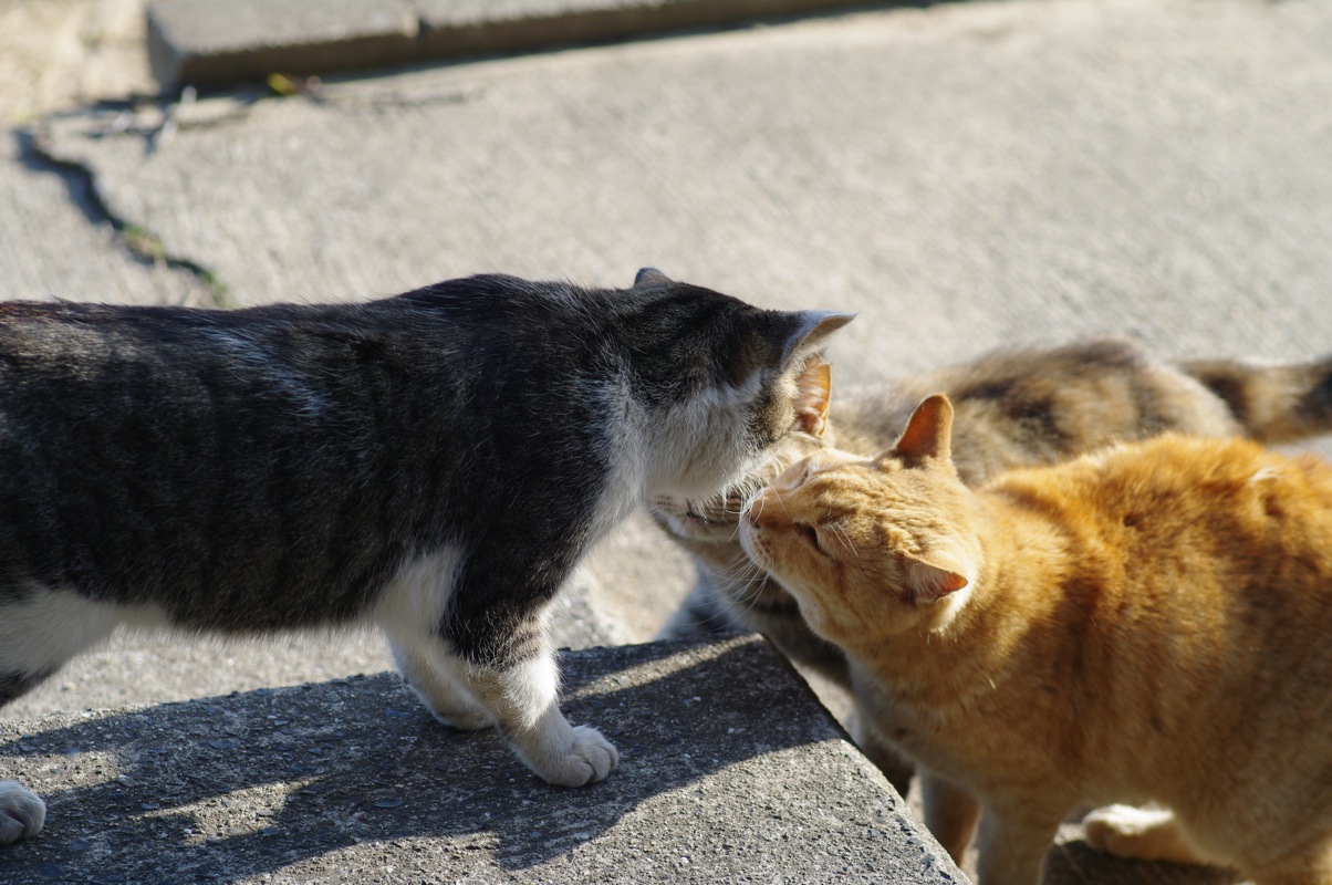 ３月尾道猫その１０_a0128823_22554785.jpg