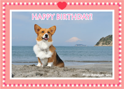えびすくん、そらちゃん、てんくん、お誕生日おめでとう♪_d0102523_1142699.jpg