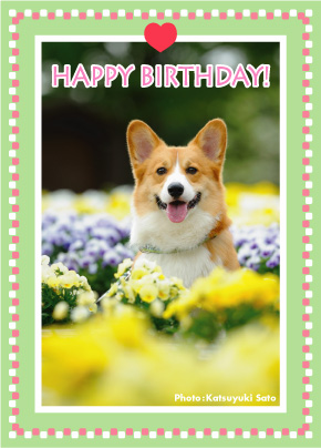 えびすくん、そらちゃん、てんくん、お誕生日おめでとう♪_d0102523_1144249.jpg