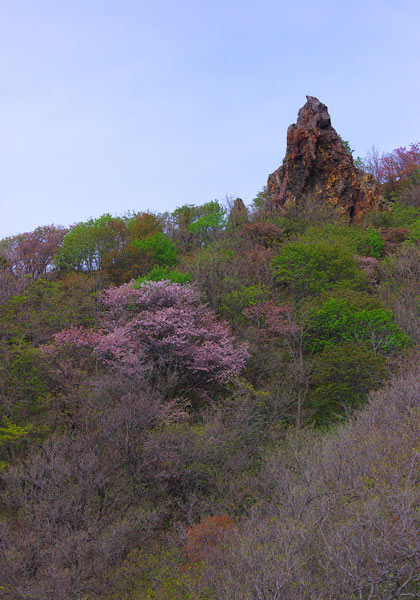 桜の頃の赤岩･祝津海岸６_e0001123_2220985.jpg