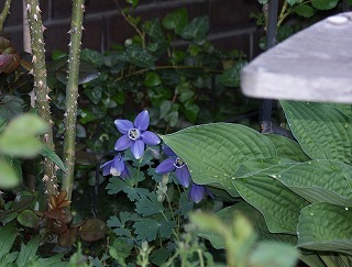 f0170524_8333744.jpg