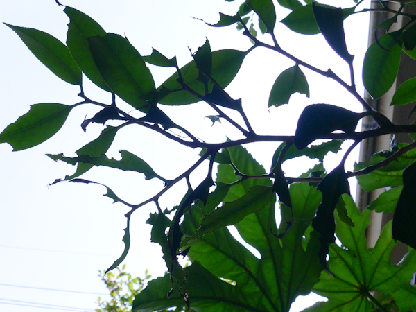 c0162926_10132918.jpg