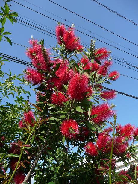 ボトルブラシ ツリーは花盛り 九十代万歳 旧 八十代万歳 ボトルブラシ ツリーは花盛り 九十代万歳 旧 八十代万歳