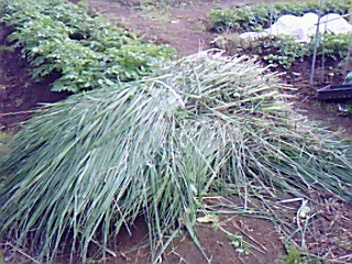 野菜畑に....久し振りにエリーちゃん来園!_b0137932_18463519.jpg