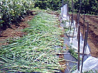 野菜畑に....久し振りにエリーちゃん来園!_b0137932_18471263.jpg