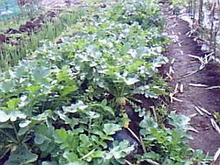 野菜畑に....久し振りにエリーちゃん来園!_b0137932_18474253.jpg