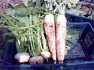 野菜畑に....久し振りにエリーちゃん来園!_b0137932_18475318.jpg