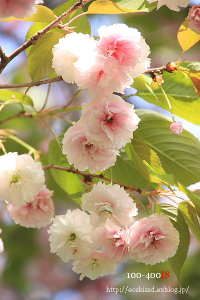 《花》　普賢象（桜）　18-270mm　（振興センター）_c0080036_2213165.jpg