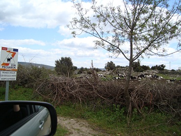 e0120938_3375952.jpg