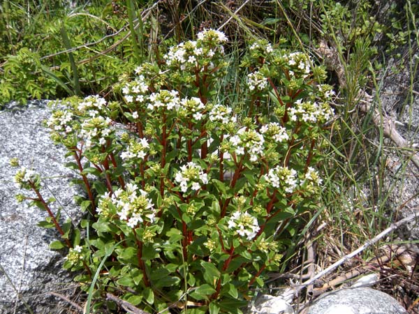c0047341_8591580.jpg