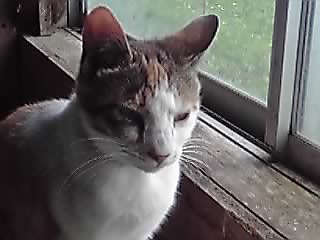 ニャン兄妹_e0145441_21513286.jpg