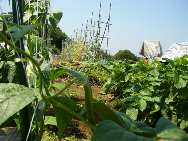 うずら豆の若い鞘　食べられるかな～ジョイア畑も賑やかになってきました。_c0222448_114758.jpg
