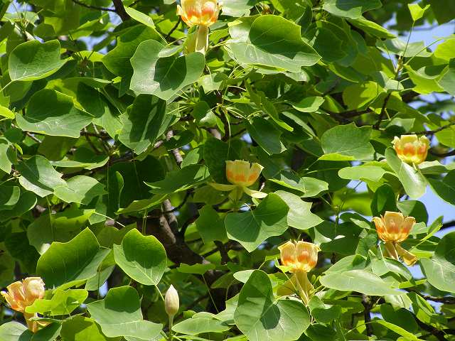 大きな木の花、ユリノキ、ホオノキ、大山レンゲ_a0018655_16104922.jpg