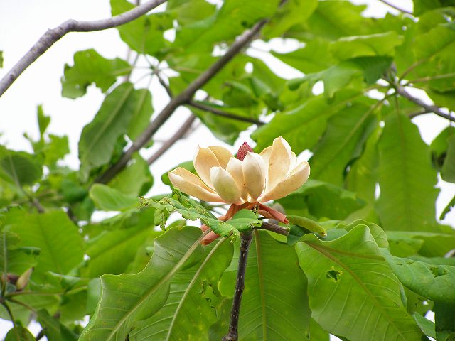 大きな木の花、ユリノキ、ホオノキ、大山レンゲ_a0018655_16125335.jpg