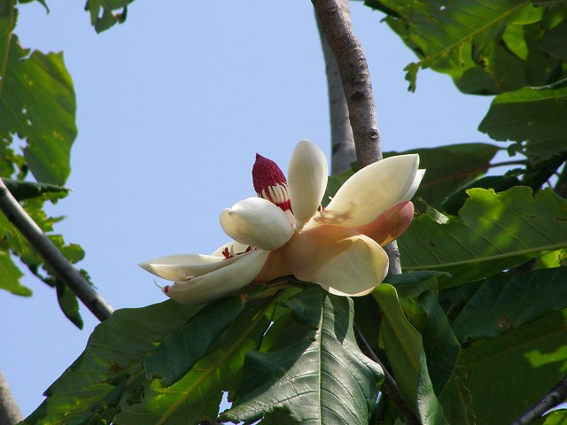 大きな木の花、ユリノキ、ホオノキ、大山レンゲ_a0018655_1614378.jpg