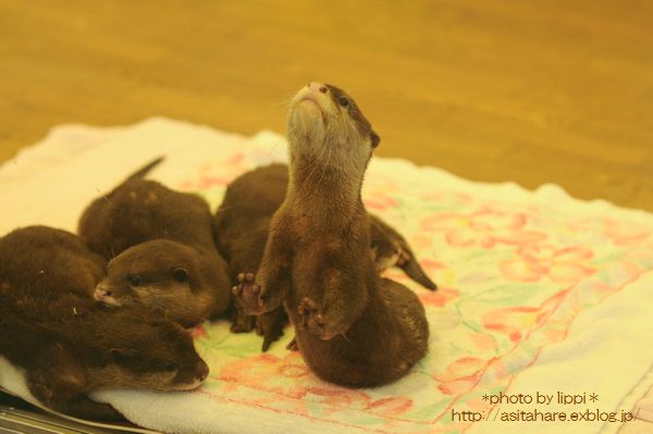 コツメカワウソの日光浴最終日～_b0024758_11495.jpg