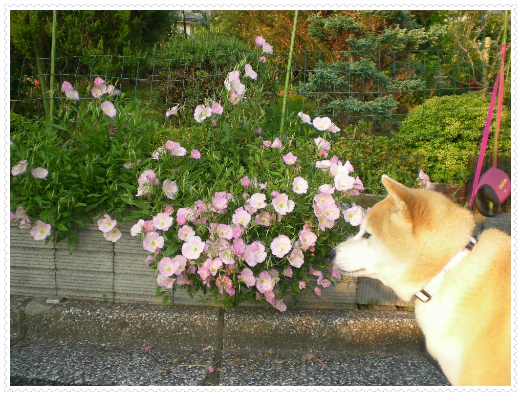 2010、6,1、火 衣替え!_f0060461_11333276.jpg