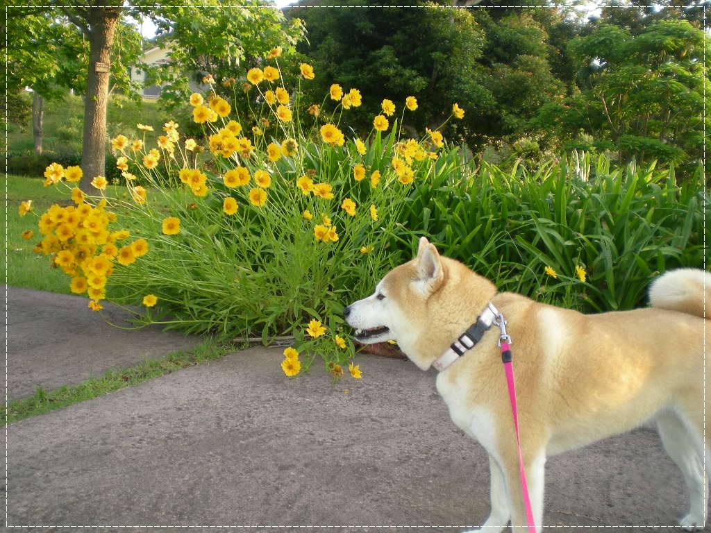 2010、6,1、火 衣替え!_f0060461_11341867.jpg