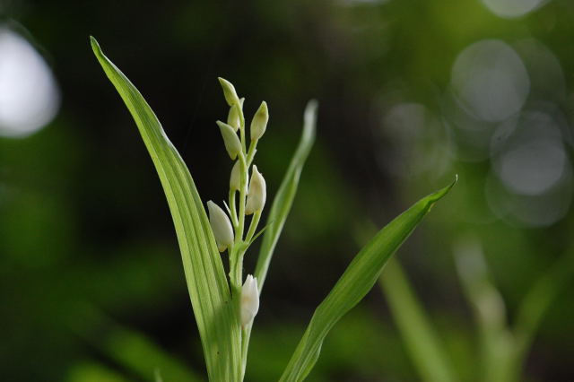 五月の花_b0167762_22503580.jpg