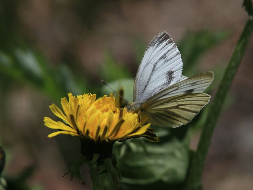 ヤマトスジグロシロチョウ　♂春型撮影。　2010.5.29長野県その４_a0146869_21173165.jpg