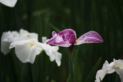 天子の水公園の菖蒲園_c0152779_15405410.jpg