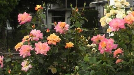 a0168186_635676.jpg