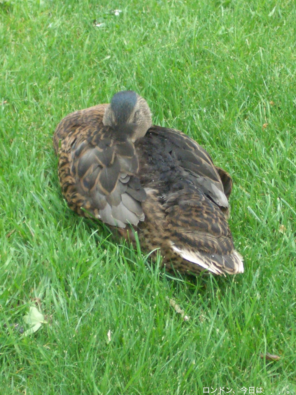 a0137487_0425329.jpg