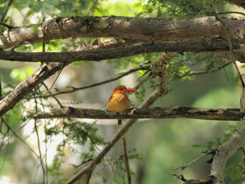 アカショウビン_c0098793_0384479.jpg