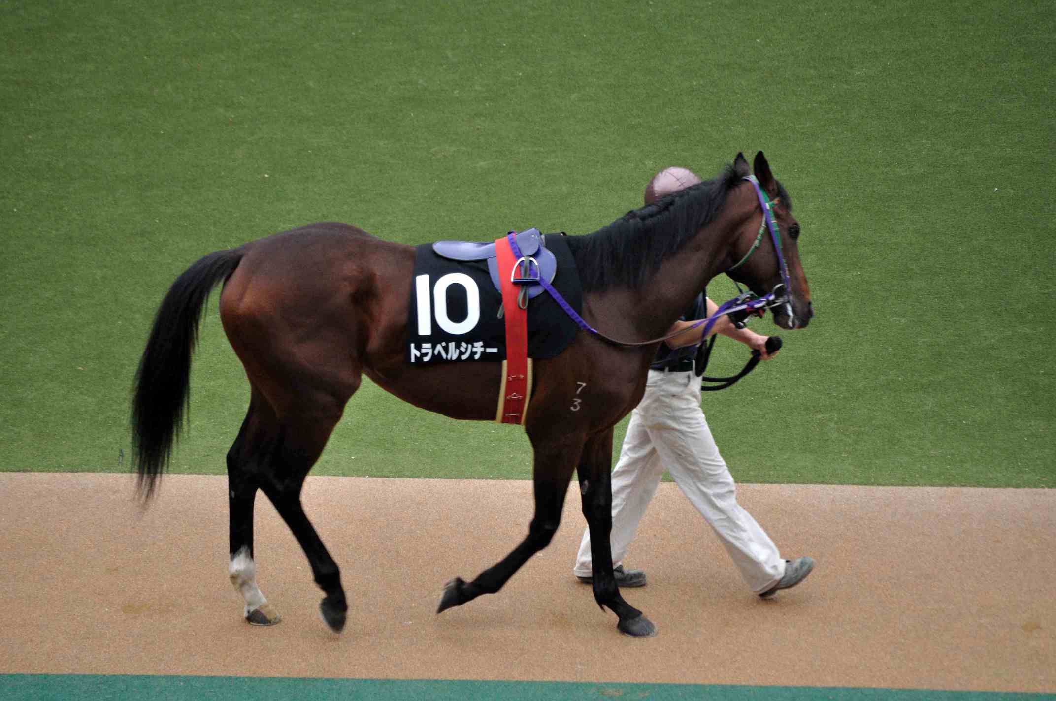 10年5月30日 東京優駿 日本ダービー 馬主の凝り方と写真 トージョル 10年5月30日 東京優駿 日本ダービー 馬主の凝り方と写真 トージョル