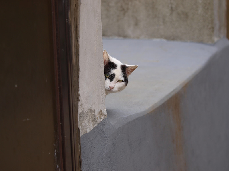 江ノ島　覗き猫　2010/05/30_a0114003_022958.jpg