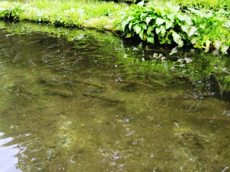 蔵王“食・ひと”回廊ツアー（１０）～堺養鱒場_d0072903_5523517.jpg