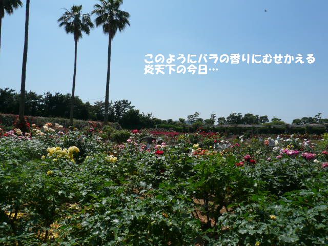 e0094407_2213870.jpg