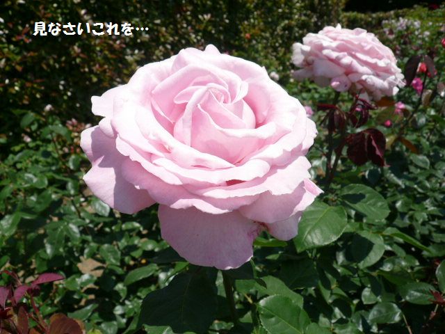e0094407_2252063.jpg
