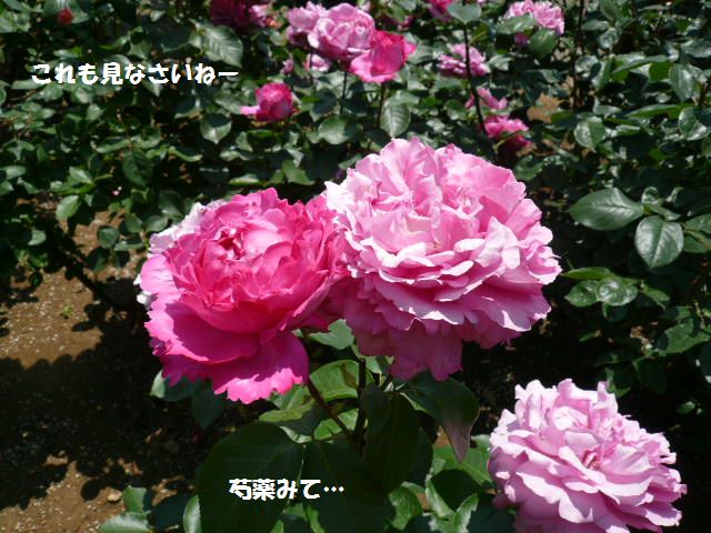 e0094407_2271675.jpg
