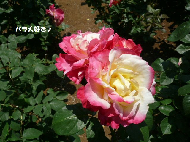 e0094407_2281858.jpg