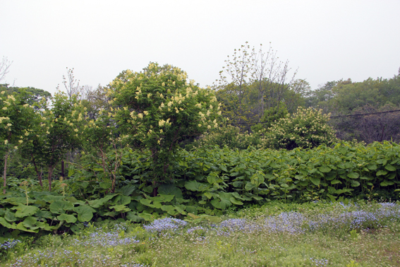 エゾもの_f0160407_330379.jpg