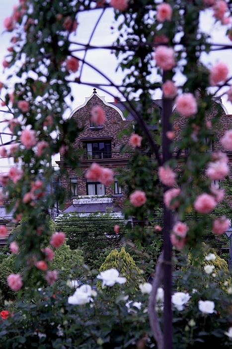 ”六角錐のばら花壇（緑町公園）”_a0140608_6241110.jpg