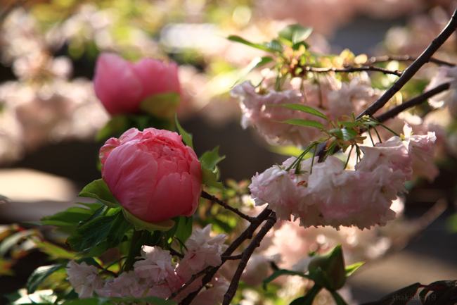 新家長福寺_f0181310_2094476.jpg