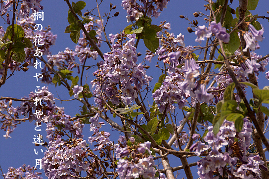 桐の花 写真俳句 一日一写句 桐の花 写真俳句 一日一写句