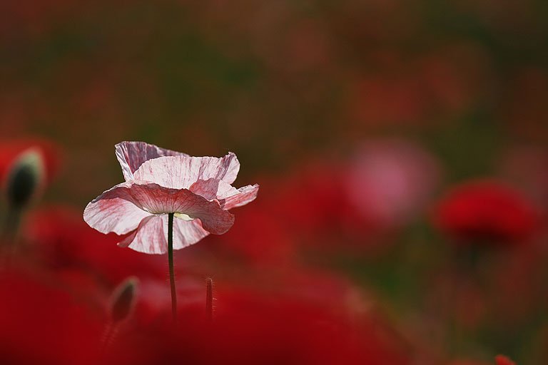 天空を彩るポピーの花畑－その２_b0010915_23582518.jpg