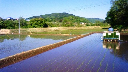 今年２回目の田植え。。。_b0152915_23215941.jpg