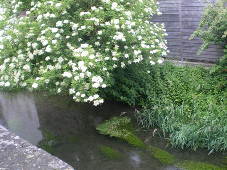 植物の名前が知りたくて_c0124619_4563494.jpg