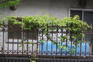f0170524_18325228.jpg