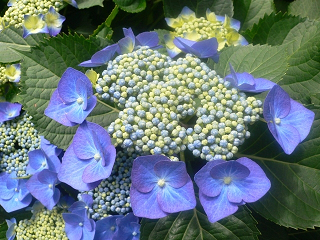 e0094325_9581525.jpg