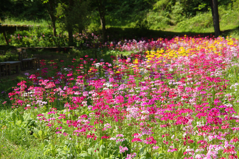 九十九谷森林公園のクリンソウ_e0025930_19145212.jpg