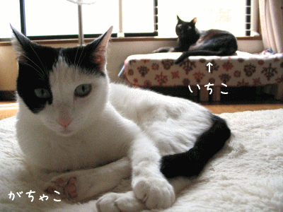 a0166338_19473052.gif